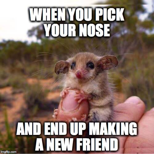 the meme ing of life itty bitty mouse meme 13 the meme ing of life itty bitty mouse